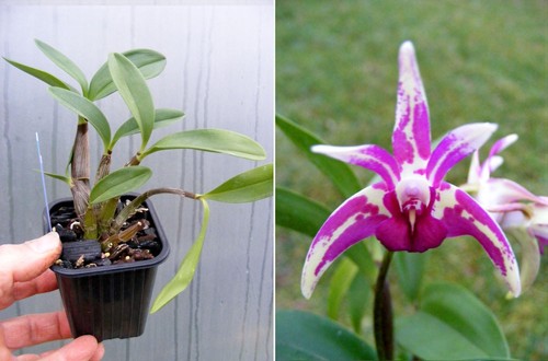 Dendrobium cobber - cobber,