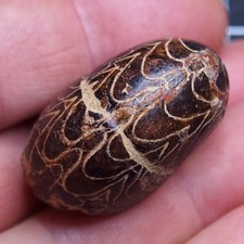 37 mm goniatite ematite