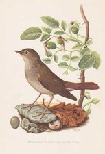 Usignolo Luscinia megarhynchos