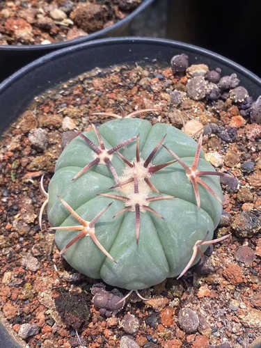 Rara pianta succulenta