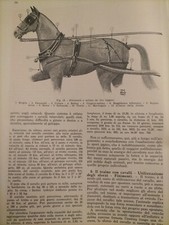 1937 vecchia stampa finimento - stampa,