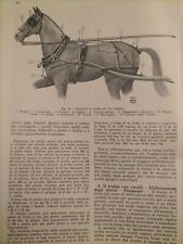 1937 Vecchia Stampa  FINIMENTO A COLLARE DA TIRO LEGGERO per Cavallo da Traino