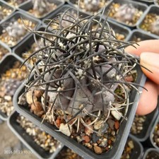 Rare Cacti Copiapoa