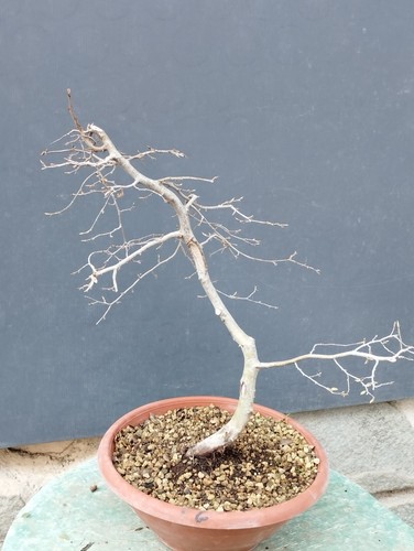 Bonsai carpino bianco 45x35cm - bianco,