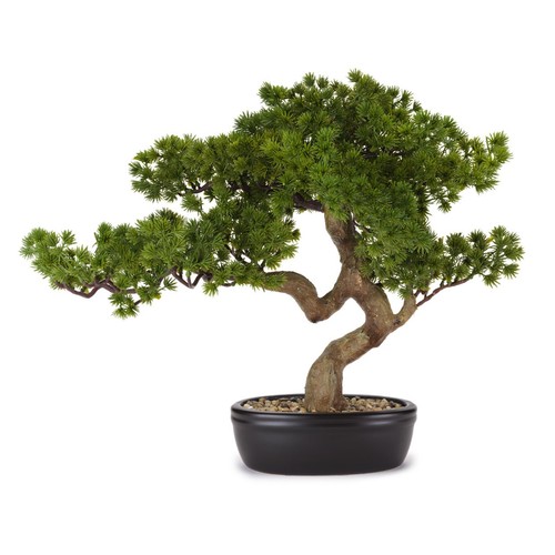 Bonsai pino con vaso - bonsai, ceramica