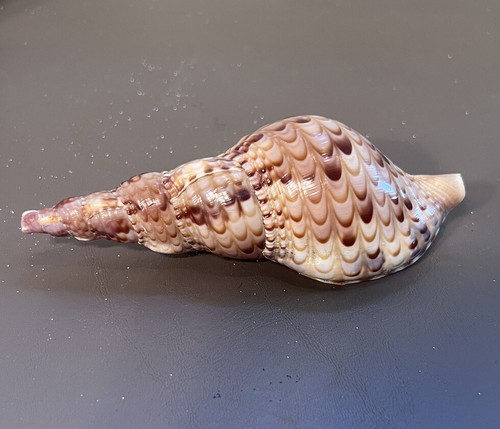 Tritoni tromba corno