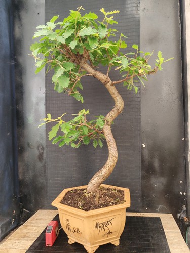 Bonsai quercia 80 - bonsai,