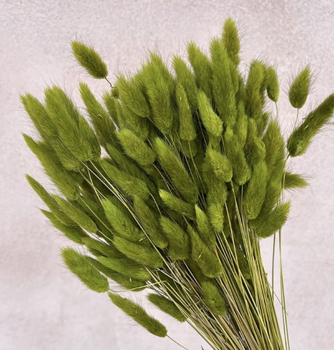 Fiori secchi coda - , di