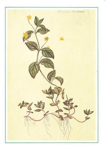 Vecchia cartolina flora - cartolina,