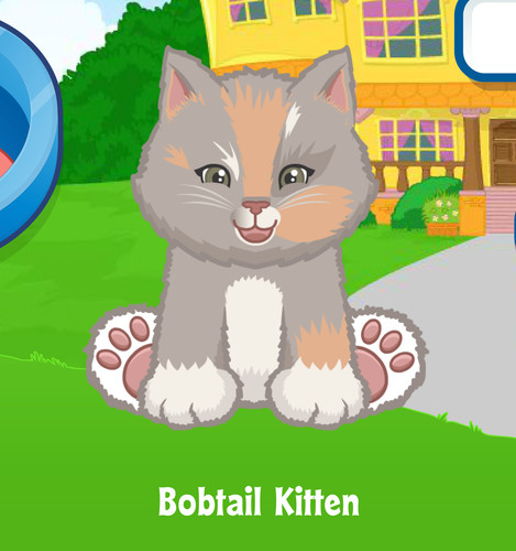 Webkinz bobtail kitten virtual - webkinz,
