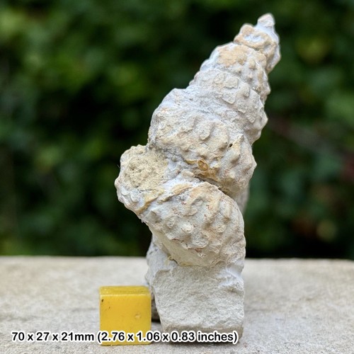 Hypoturrilites gravesianus