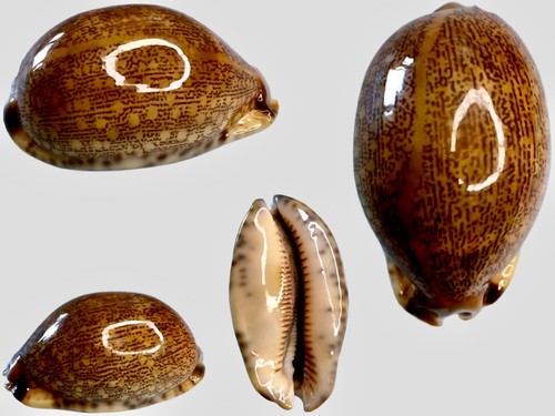 Cypraea arabica mactan isl - cypraea,