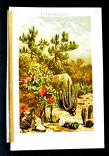 1902 Original