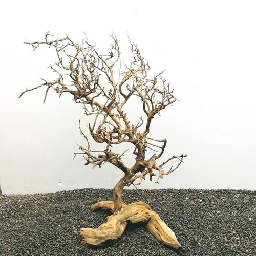 Driftwood albero acquario - driftwood,