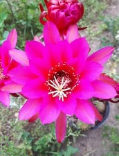 Hildewintera Meineplant rare plant 