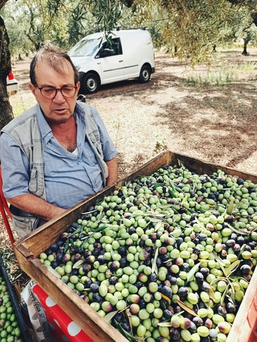 5kg olive verdi fresche - di,