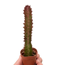 Succulenta euforbia trigona - euforbia, 'trigona