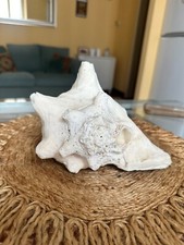 conchiglia gigante arredamento