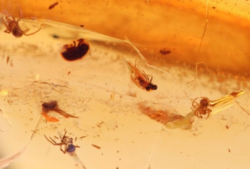 Ambra copal dorata con - copal, insetti