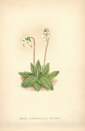 Stampa antica colori - stampa,