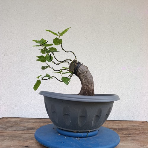Bonsai carpino bianco - carpino,