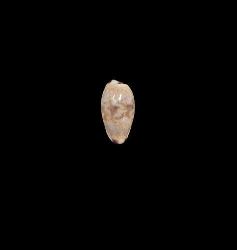 Conchiglia shell cypraea - shell,