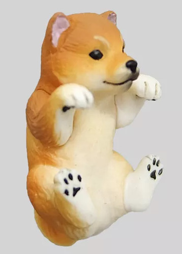 Putitto shiba inu - putitto,