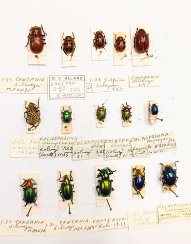 Entomology taxidermy - entomology,