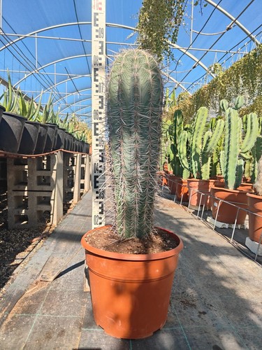 Pachycereus pringlei cactus - pringlei, (cactus