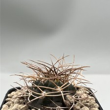 Gymnocalycium Mazanense