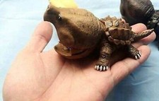 Statuina modellino tartaruga