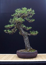 PINUS SYLVESTRIS, PINO