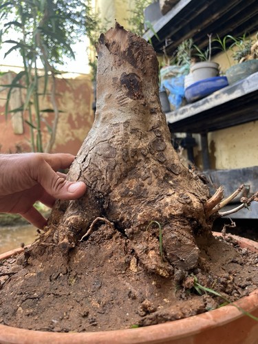 Bonsai olivastro pianta - ,