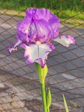 1 Rizomi Iris Germanica