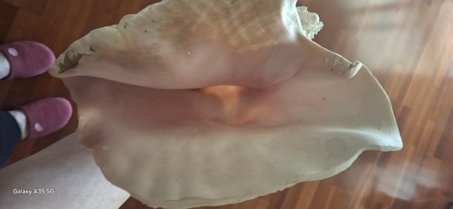 Conchiglia gigante - conchiglia,
