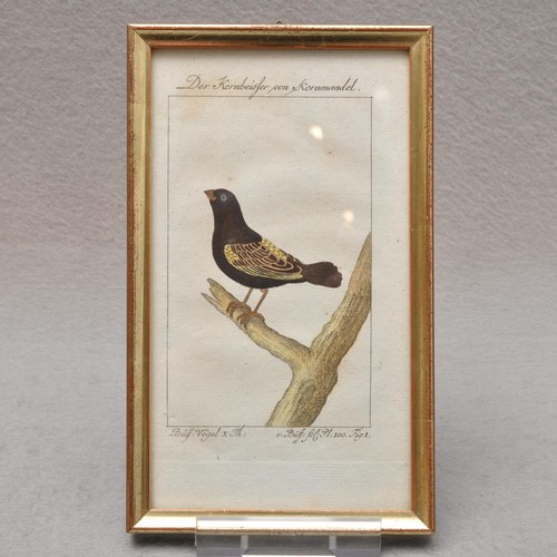 Buffon antico handcolorierter - antico,