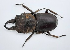 Lucanidae, Gnaphaloryx opacus, Bali, A1, 26+ mm, #LM250