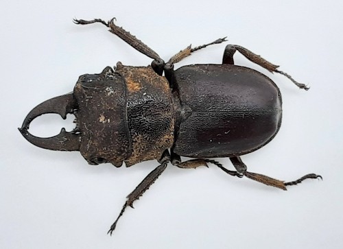 Lucanidae gnaphaloryx opacus - gnaphaloryx,