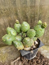 Opuntia fragilis var denudata