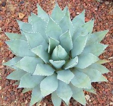 AGAVE PARRYI var COUSEI aloe