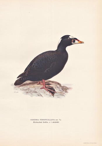Brillenente anatra anatre - brillenente,