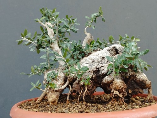 Pre bonsai olivastro - pre-bonsai, di