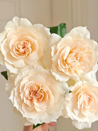 Rosa diva reale pianta - rosa【diva,