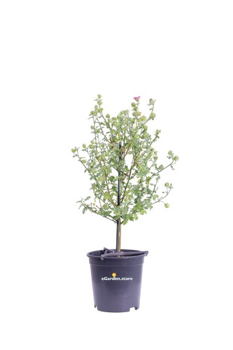 Pianta vera anisodontea - vera, di