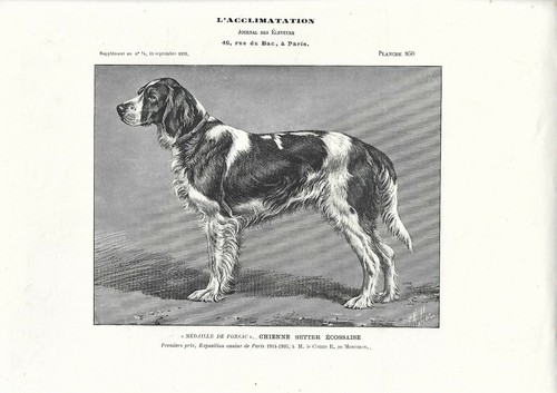 Stampa antica cane razza - antica,