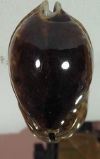 CYPRAEA STERCORARIA MELANISTICA