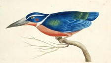 1789, ACQUERELLI ANTICHI ORIGINALI SHAW & NODDER COLLETTO BIANCO KINGFISHER VY6