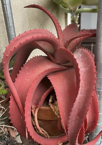 Aloe vanbalenii rare not - aloe,