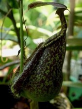NEPENTHES RAFFLESIANA COLORE VERDE MACULATO - PIANTA CARNIVORA, 10 SEMI
