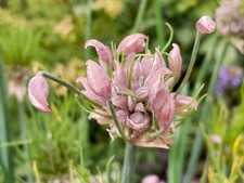 10 bulbi Allium schoenoprasum 'Picnic' - erba cipollina - erba cipollina da giardino